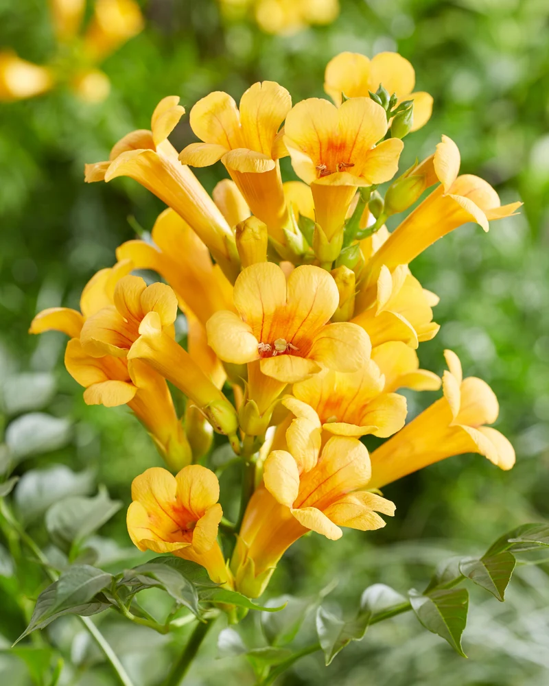 Campsis radicans Flava (Trompetenblume) (M)