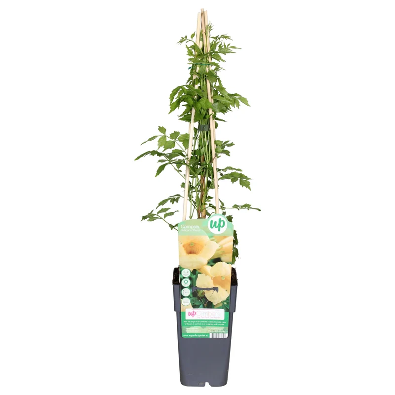 Campsis radicans Flava (Trompetenblume) (M)