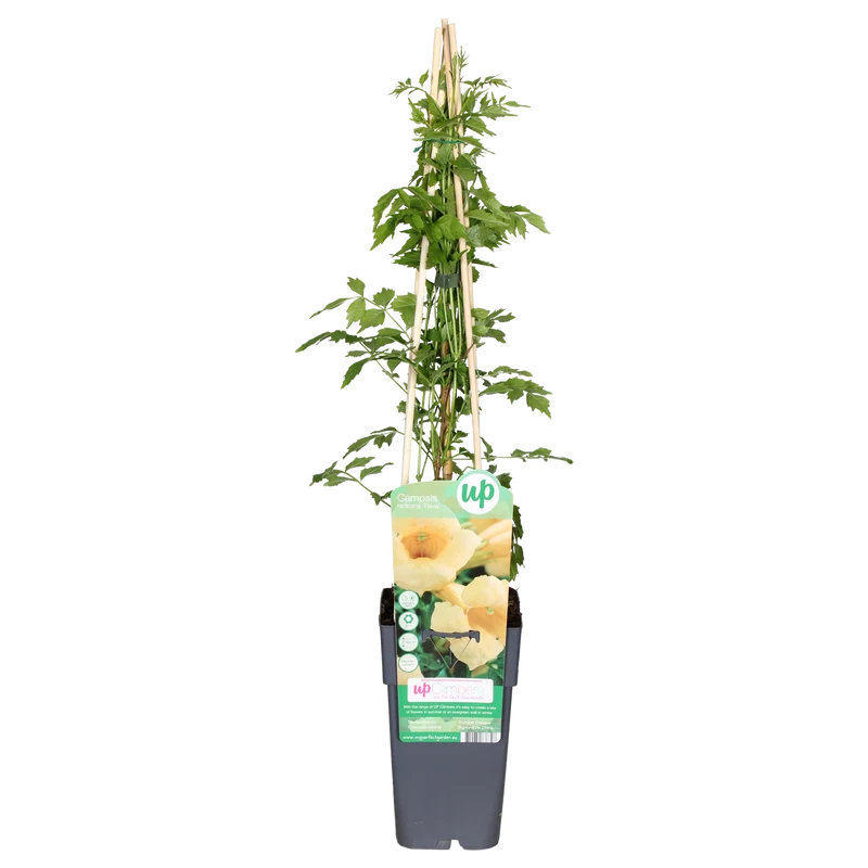 Campsis radicans Flava (Trompetenblume) (M)