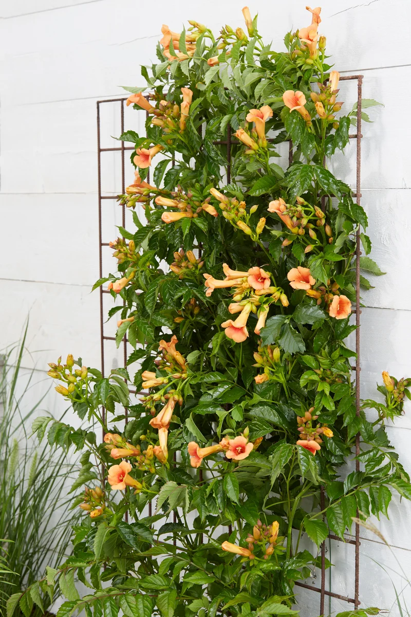 Campsis x tagliabuana Indian Summer (Trompetenblume) (M)