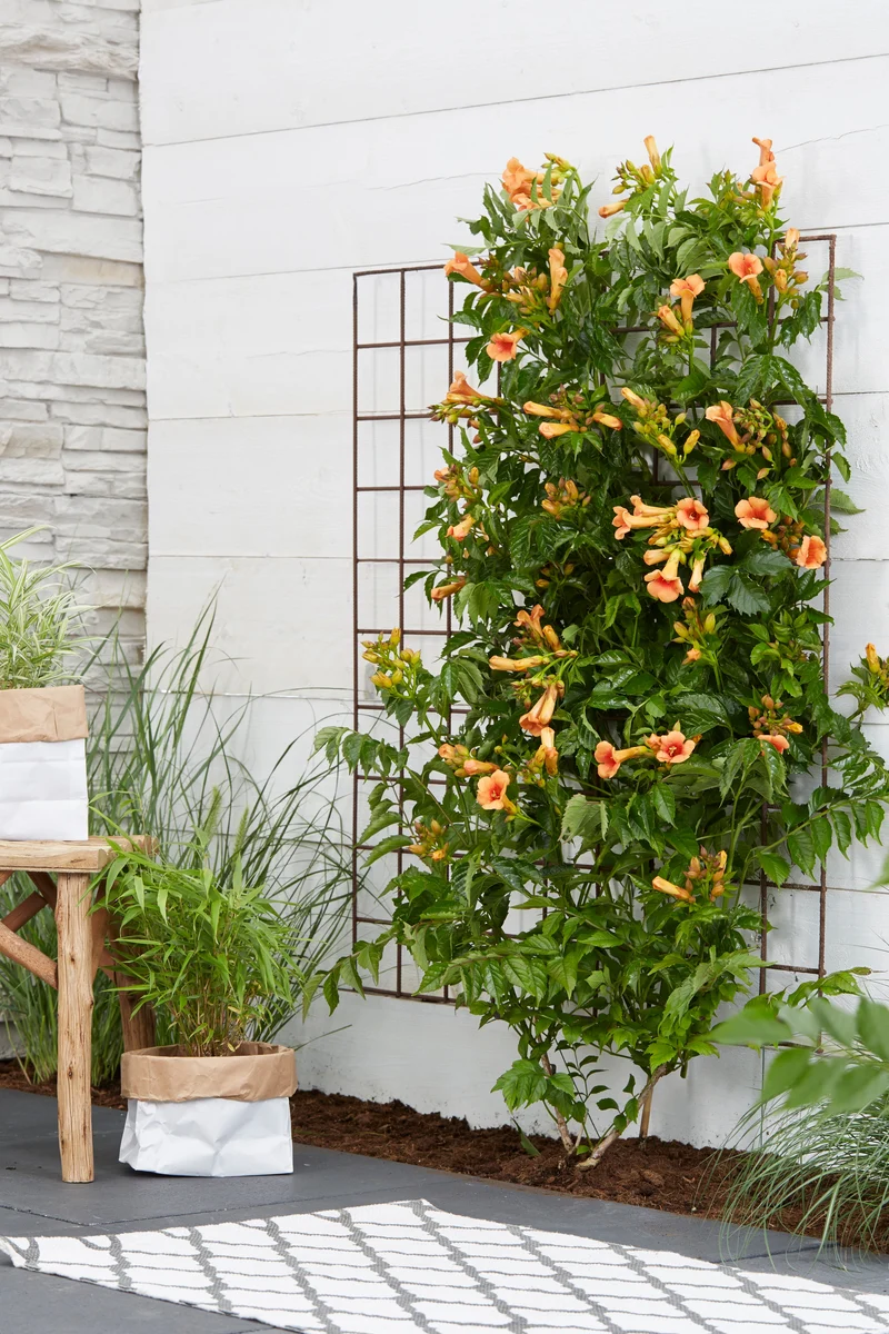 Campsis x tagliabuana Indian Summer (Trompetenblume) (M)