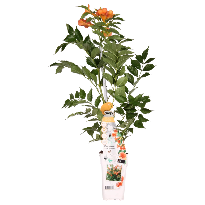Campsis x tagliabuana Indian Summer (Trompetenblume) (M)