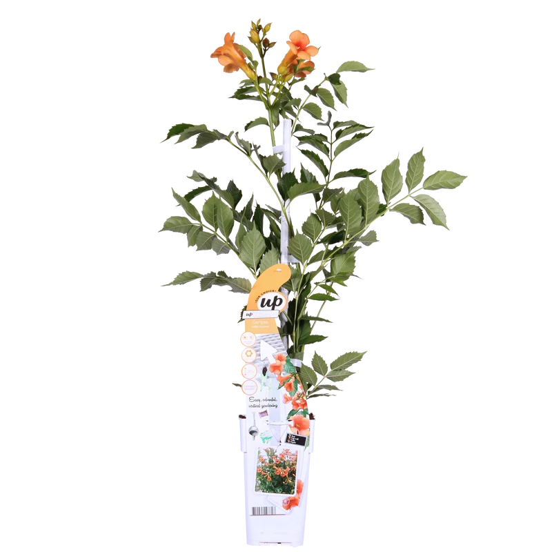 Campsis x tagliabuana Indian Summer (Trompetenblume) (M)