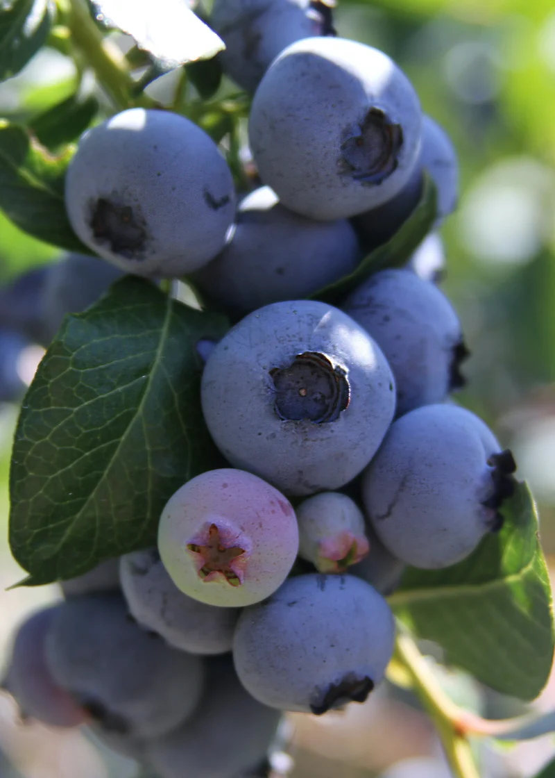 Heidelbeere (Vaccinium corymbosum) (S)