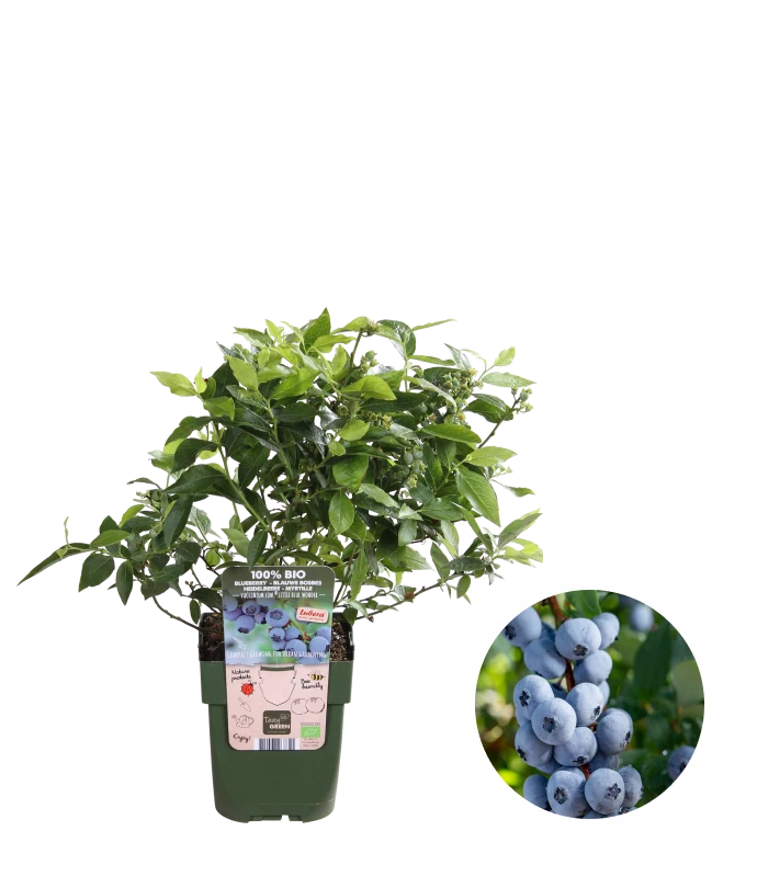 Heidelbeere (Vaccinium corymbosum) (S)