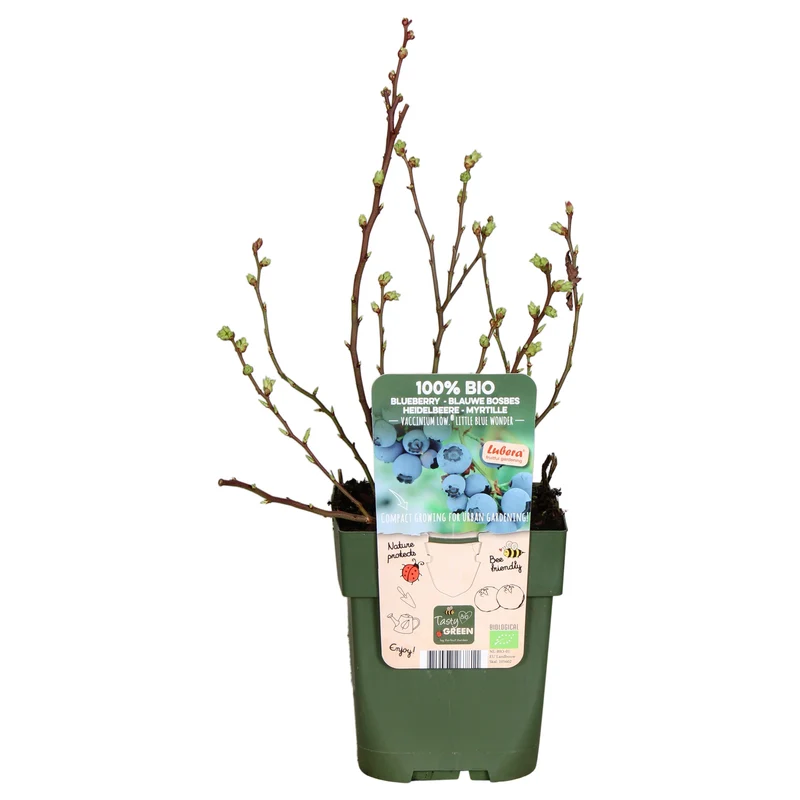 Heidelbeere (Vaccinium corymbosum) (S)