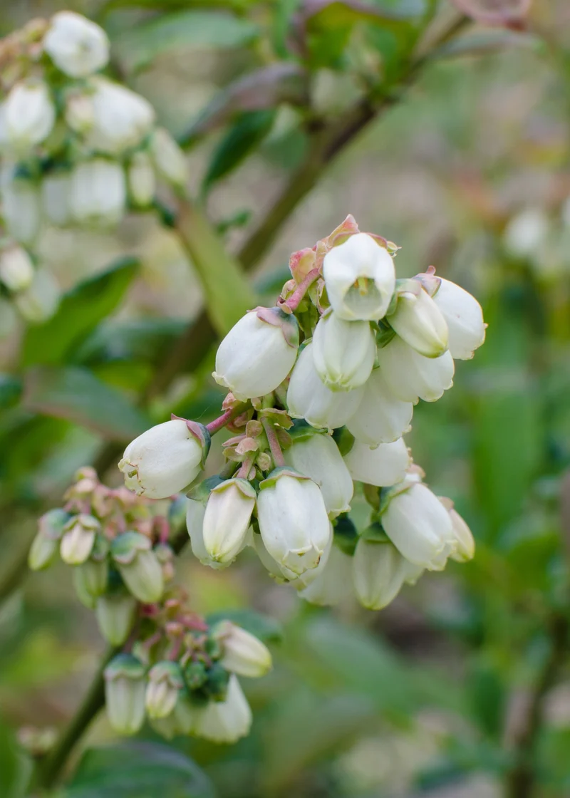 Heidelbeere (Vaccinium corymbosum) (S)