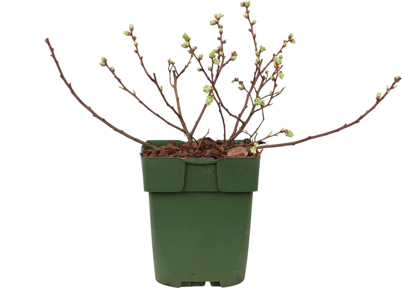 Heidelbeere (Vaccinium corymbosum) (S)