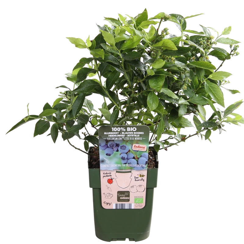 Heidelbeere (Vaccinium corymbosum) (S)