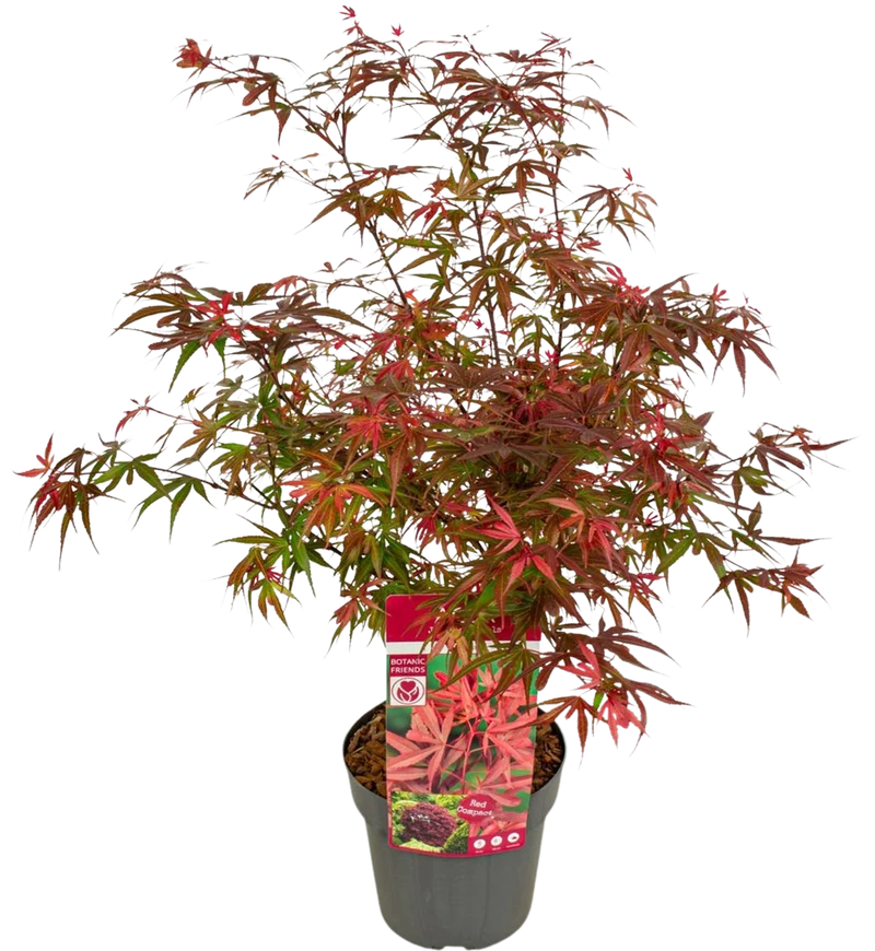Acer palmatum (Japanischer Fächerahorn) (M)