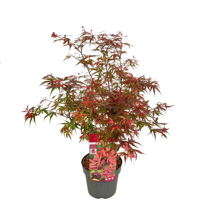 Acer palmatum (Japanischer Fächerahorn) (M)