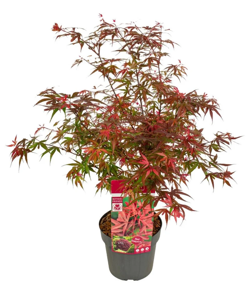 Acer palmatum (Japanischer Fächerahorn) (M)