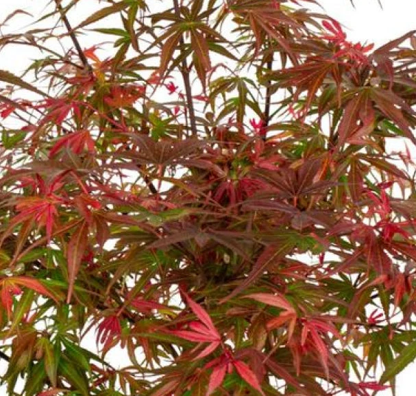 Acer palmatum (Japanischer Fächerahorn) (M)
