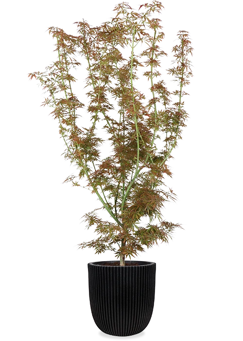 Japanischer Fächerahorn (Acer palmatum Jerre Schwartz) (XL)