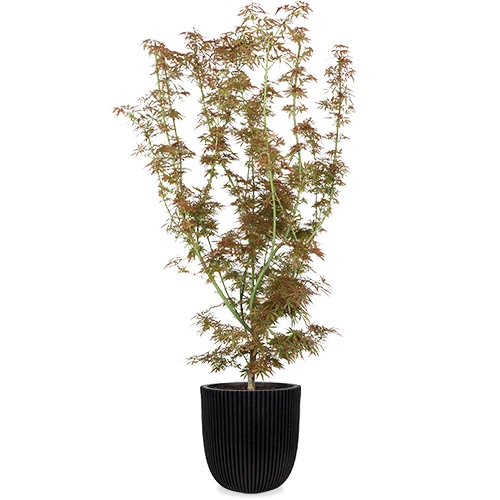 Japanischer Fächerahorn (Acer palmatum Jerre Schwartz) (XL)