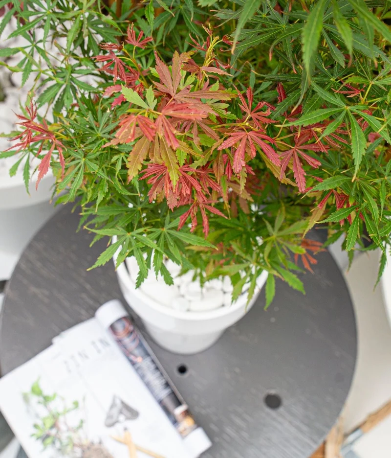 Japanischer Fächerahorn (Acer palmatum Jerre Schwartz) (XL)