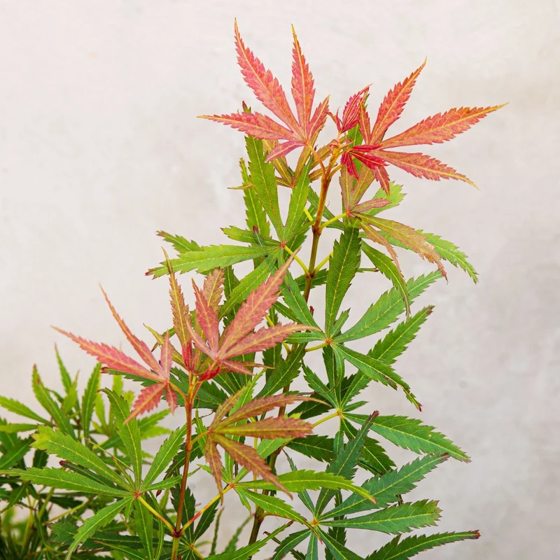 Japanischer Fächerahorn (Acer palmatum Jerre Schwartz) (XL)
