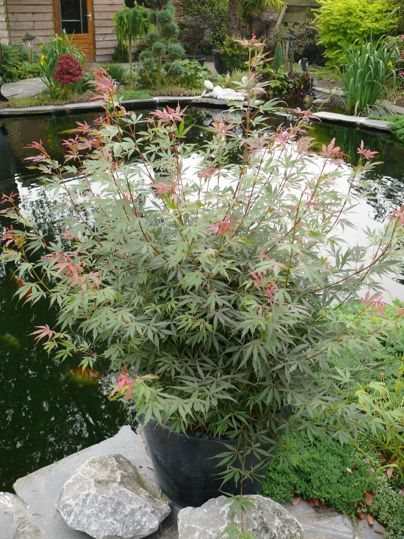 Japanischer Fächerahorn (Acer palmatum Jerre Schwartz) (XL)