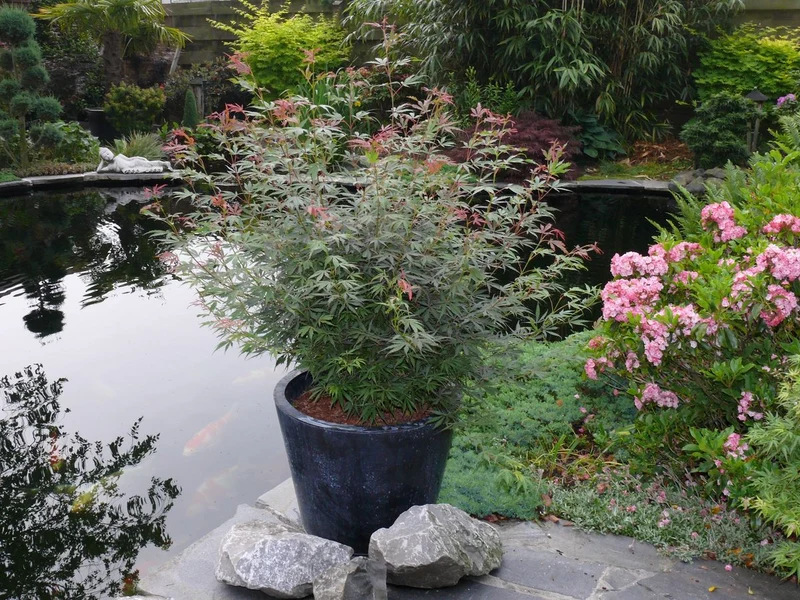 Japanischer Fächerahorn (Acer palmatum Jerre Schwartz) (XL)