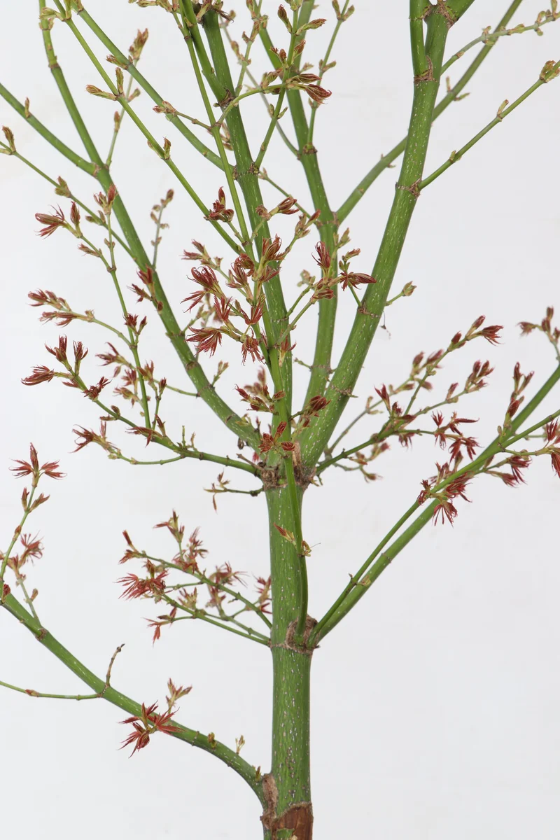 Japanischer Fächerahorn (Acer palmatum Jerre Schwartz) (XL)