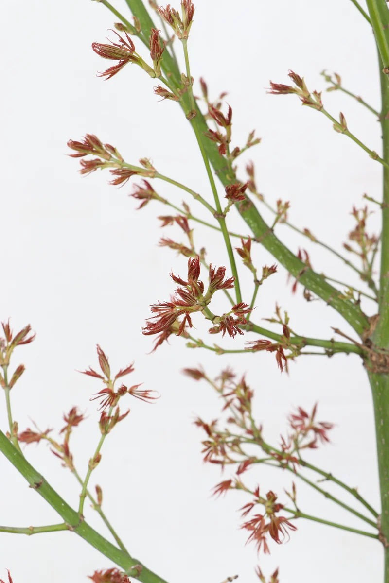 Japanischer Fächerahorn (Acer palmatum Jerre Schwartz) (XL)