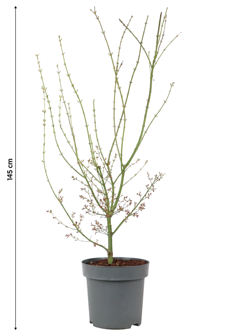 Japanischer Fächerahorn (Acer palmatum Jerre Schwartz) (XL)