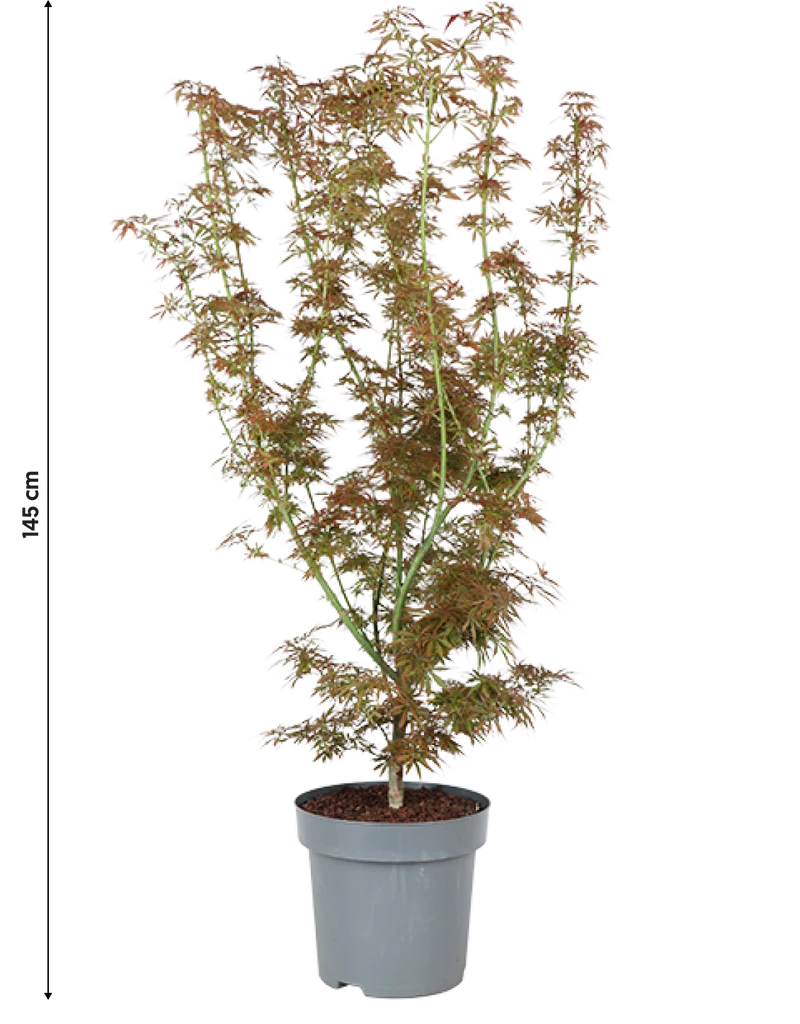 Japanischer Fächerahorn (Acer palmatum Jerre Schwartz) (XL)