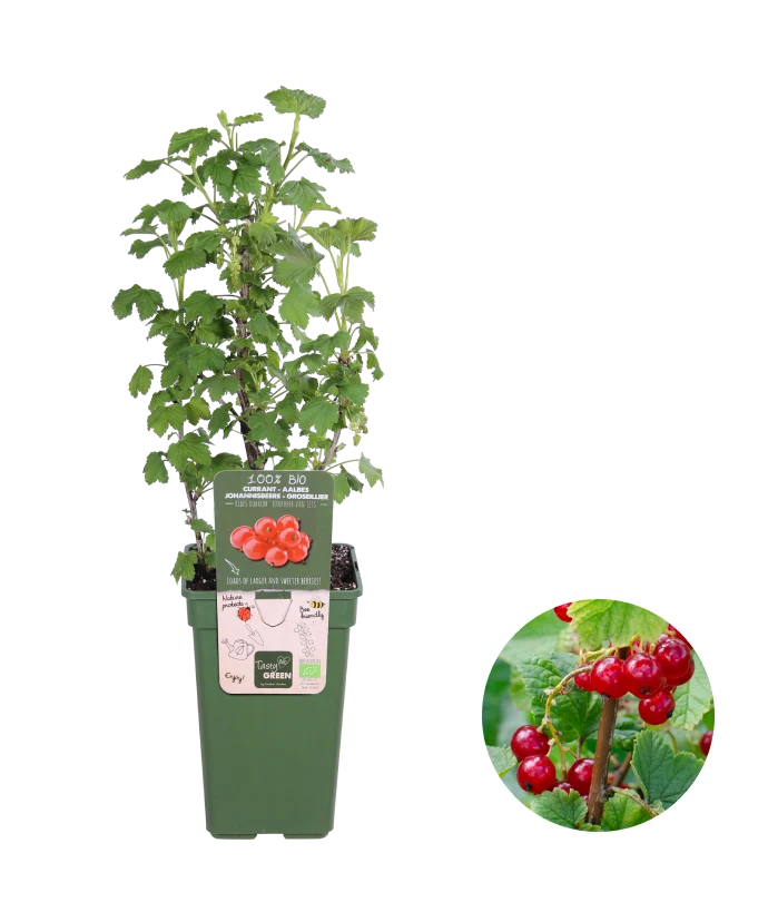 Ribes ribest (Johannisbeere) (M)