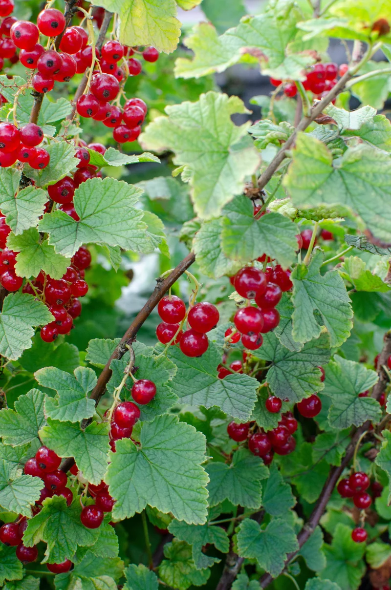 Ribes ribest (Johannisbeere) (M)