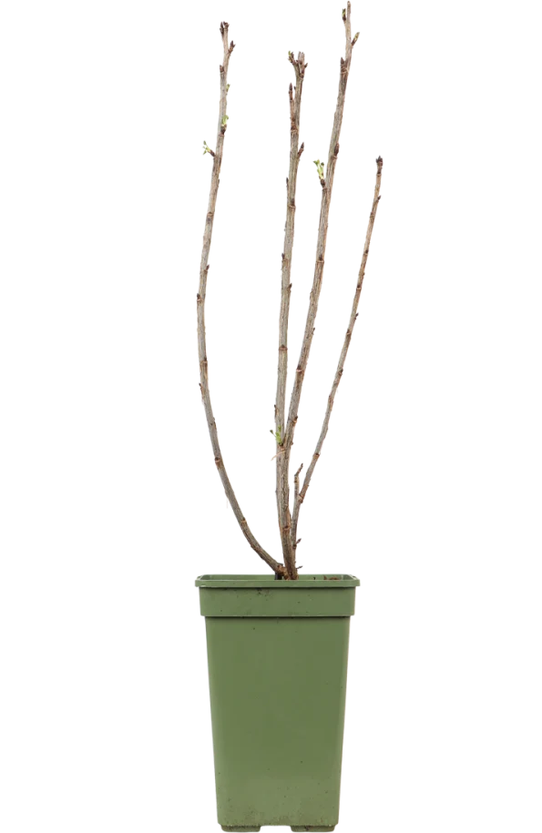 Ribes ribest (Johannisbeere) (M)