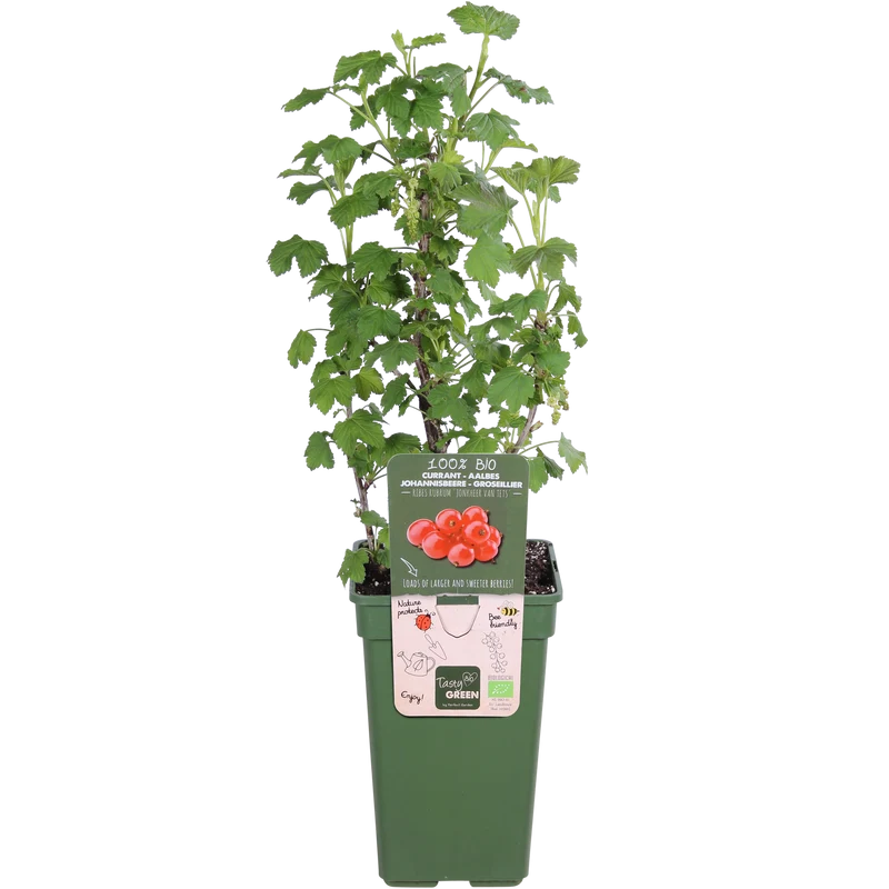 Ribes ribest (Johannisbeere) (M)