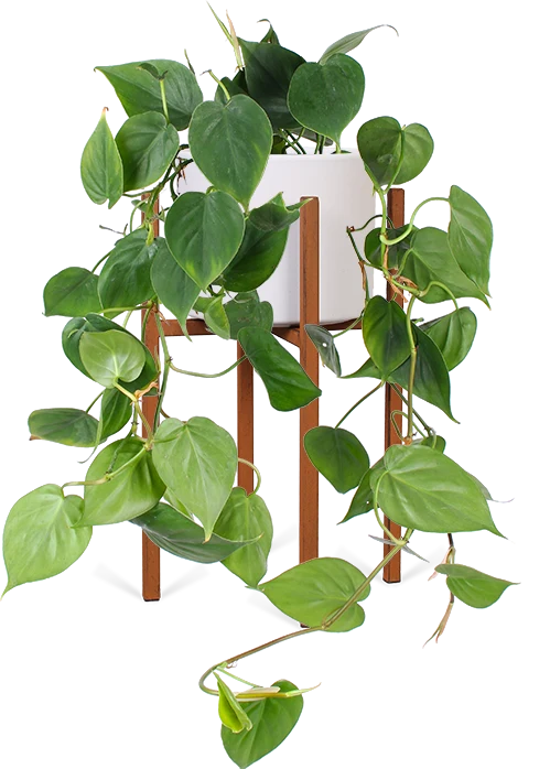 Philodendron scandens (Kletter-Philodendron) (S)