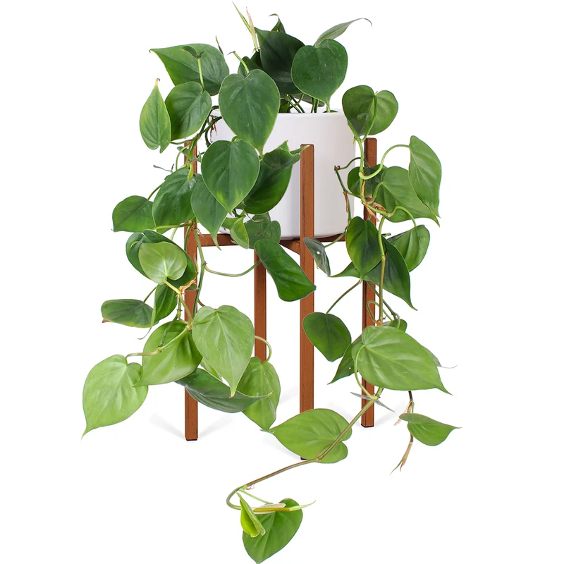 Philodendron scandens (Kletter-Philodendron) (S)