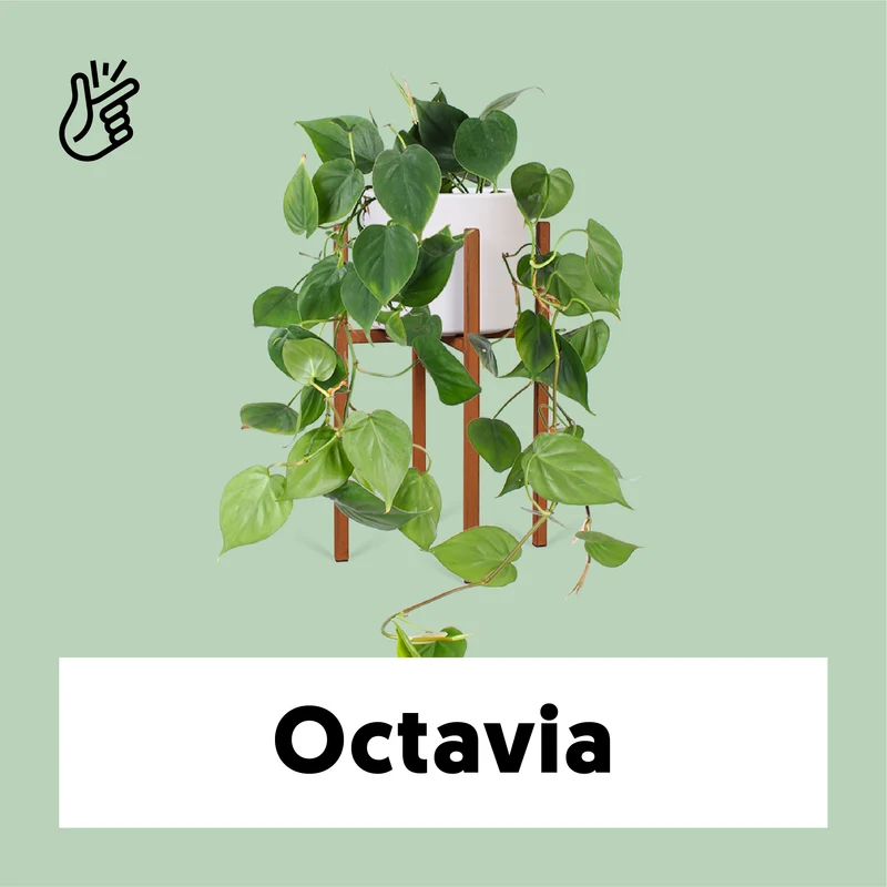 Philodendron scandens (Kletter-Philodendron) (S)