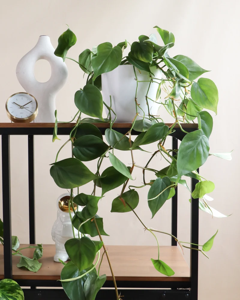 Philodendron scandens (Kletter-Philodendron) (S)