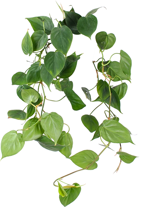 Philodendron scandens (Kletter-Philodendron) (S)