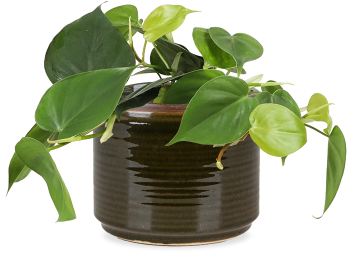 Philodendron scandens (Kletter-Philodendron) (S)