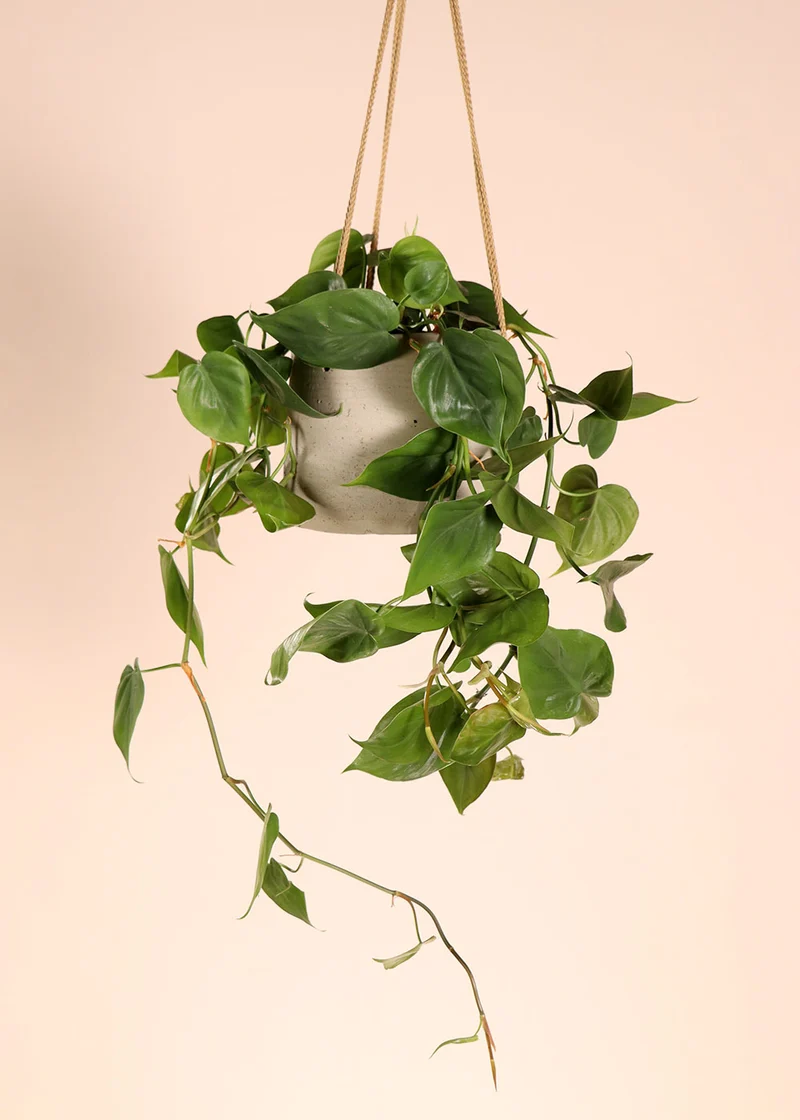 Philodendron scandens (Kletter-Philodendron) (S)