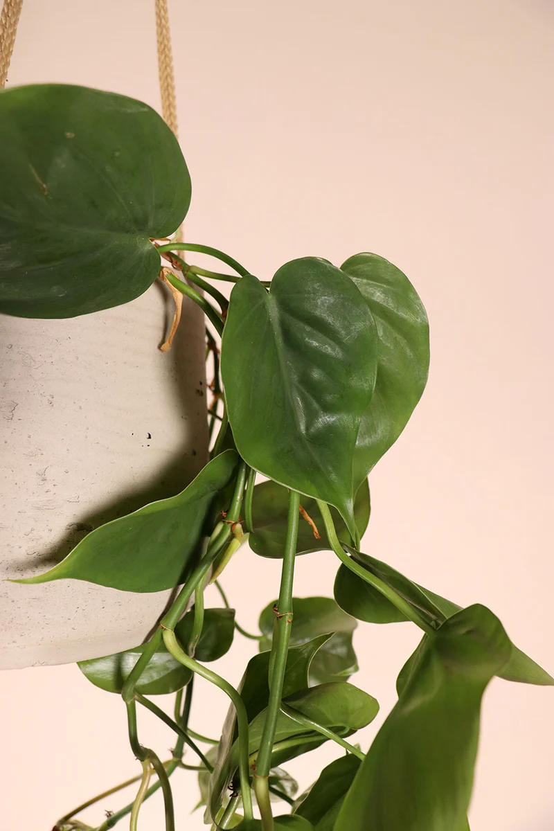 Philodendron scandens (Kletter-Philodendron) (S)