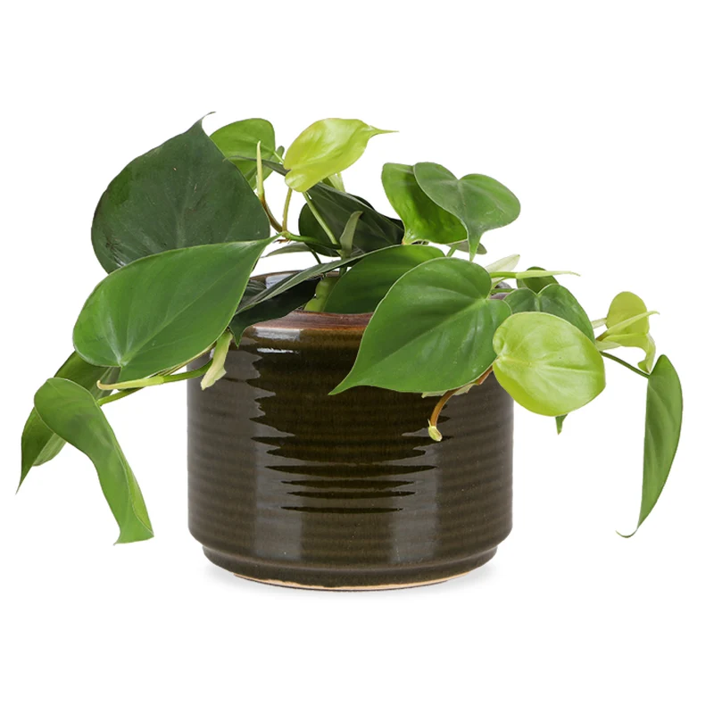 Philodendron scandens (Kletter-Philodendron) (S)