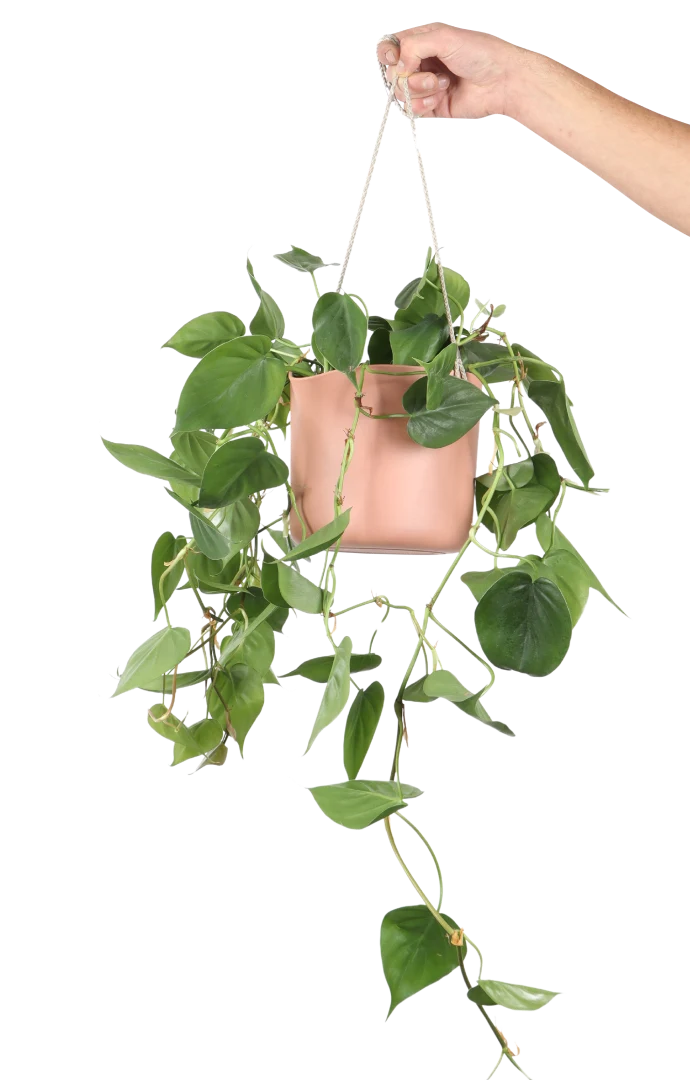 Philodendron scandens (Kletter-Philodendron) (S)