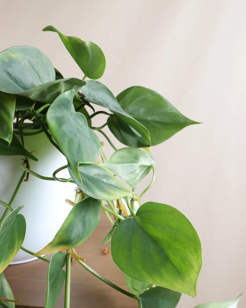 Philodendron scandens (Kletter-Philodendron) (S)