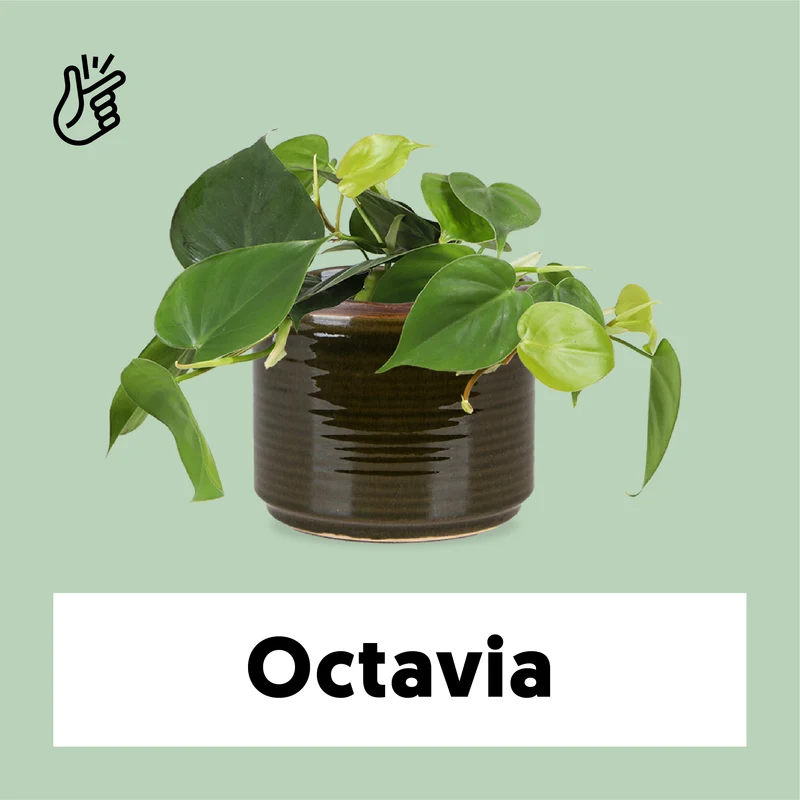 Philodendron scandens (Kletter-Philodendron) (S)