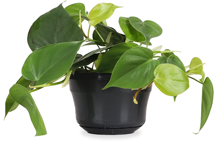 Philodendron scandens (Kletter-Philodendron) (S)