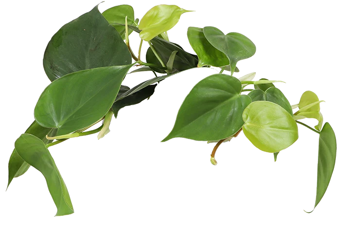 Philodendron scandens (Kletter-Philodendron) (S)
