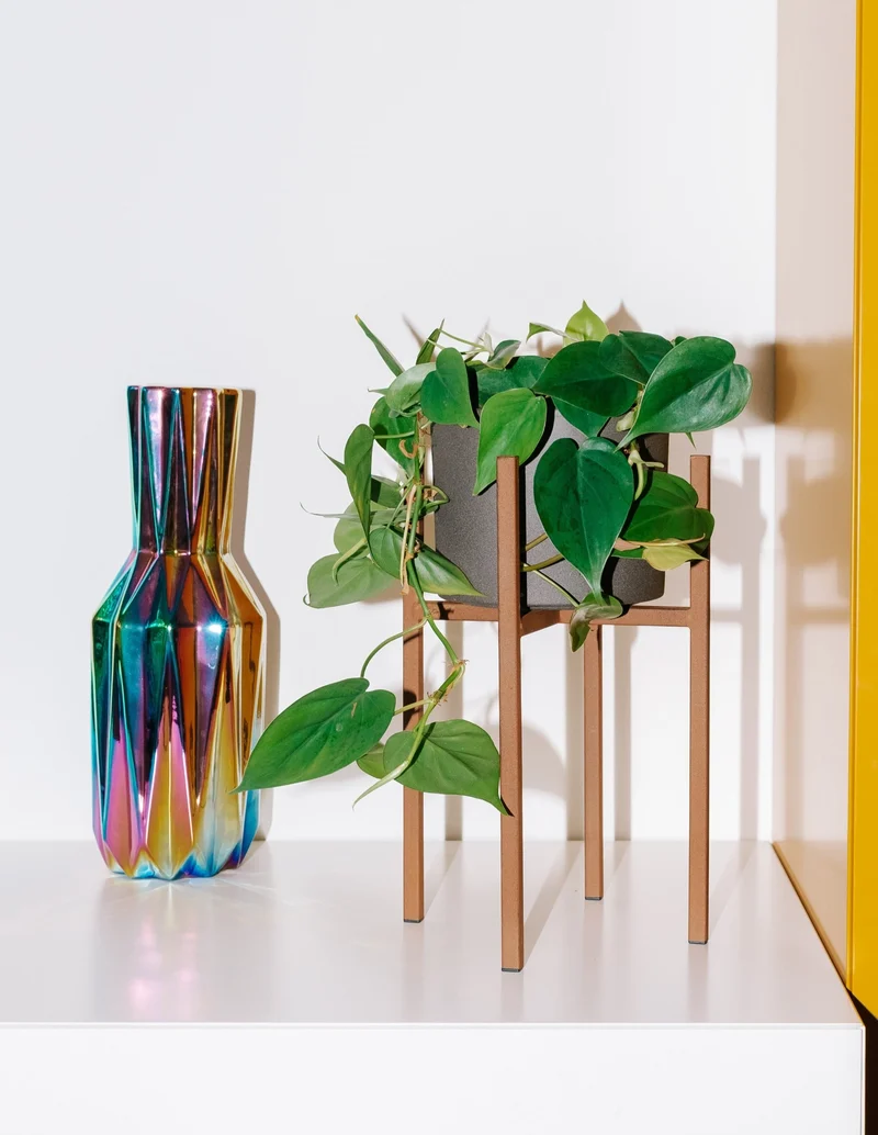 Philodendron scandens (Kletter-Philodendron) (S)
