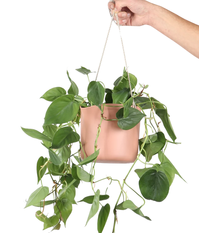 Philodendron scandens (Kletter-Philodendron) (S)