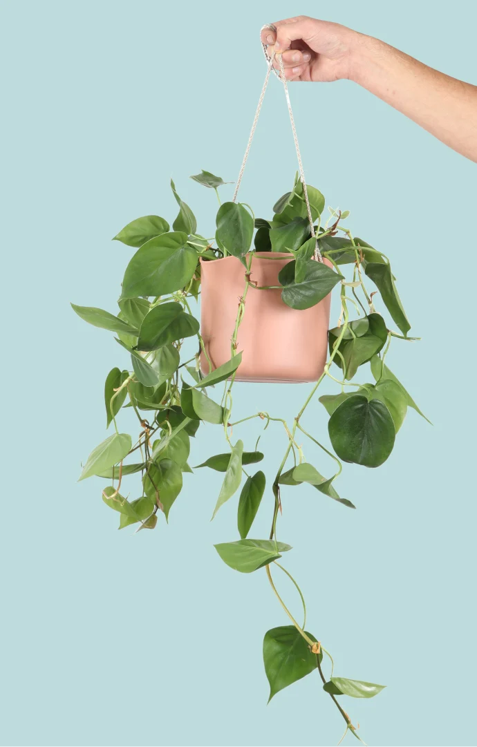 Philodendron scandens (Kletter-Philodendron) (S)