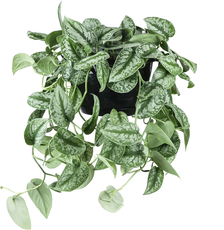 Scindapsus pictus trebie (Gefleckte Efeutute) (M)