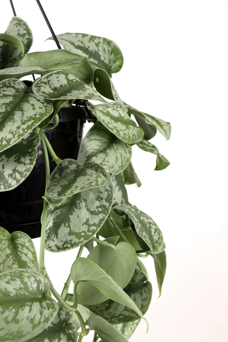 Scindapsus pictus trebie (Gefleckte Efeutute) (M)